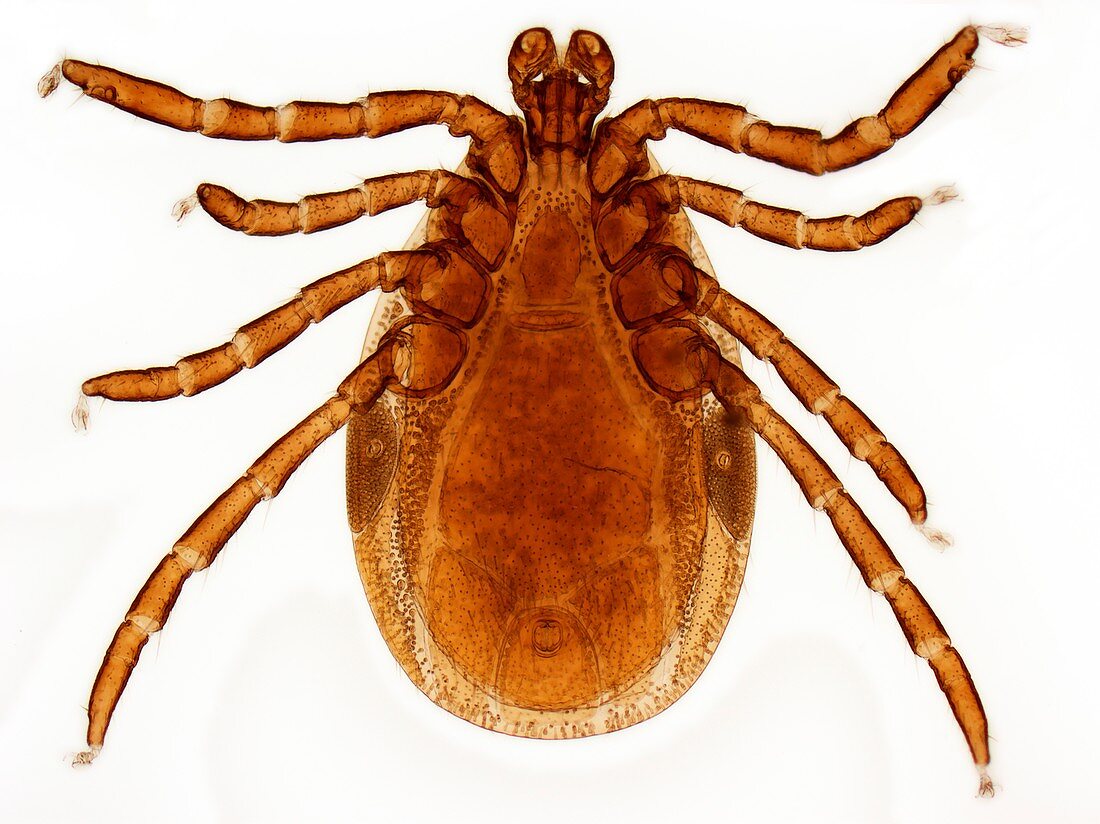 Male Lyme disease tick, light micrograph