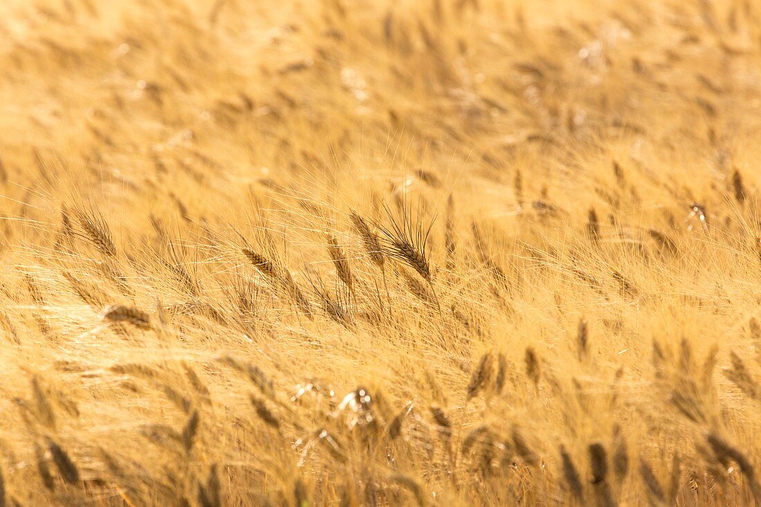 Field of Durum wheat