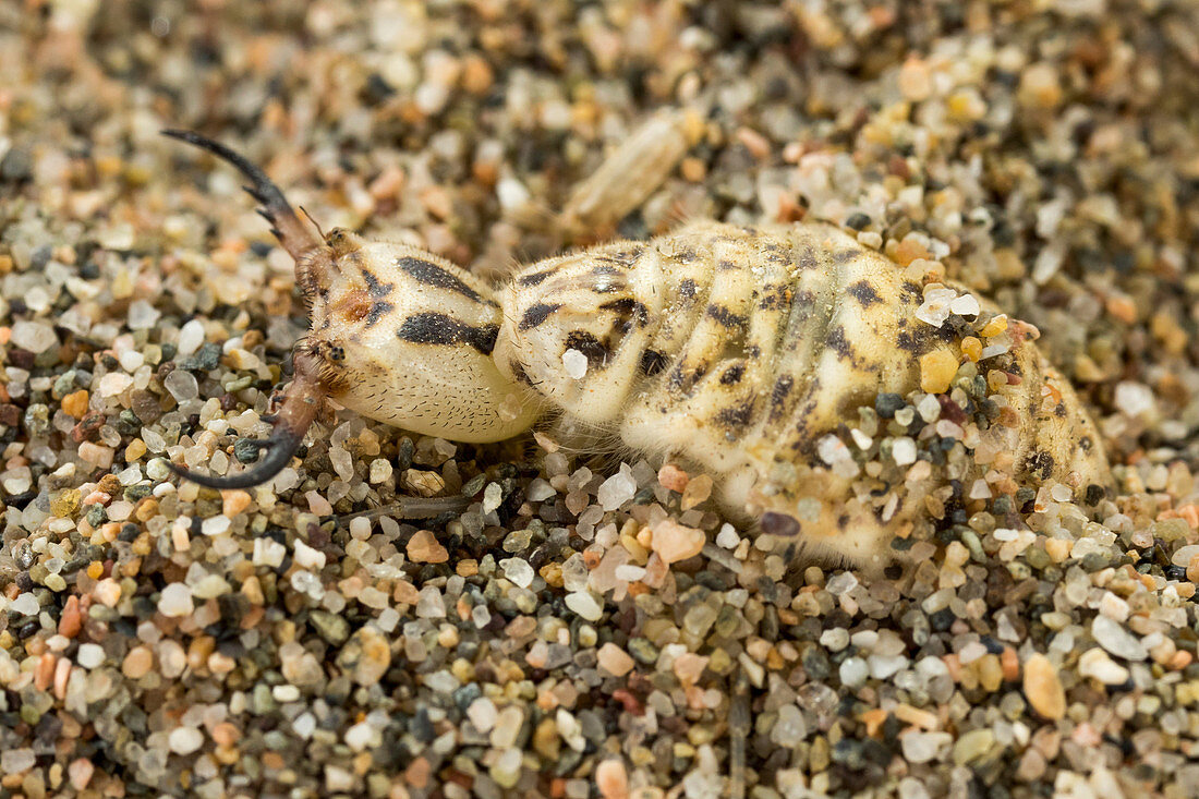 Antlion larva in sand, macrophotograph