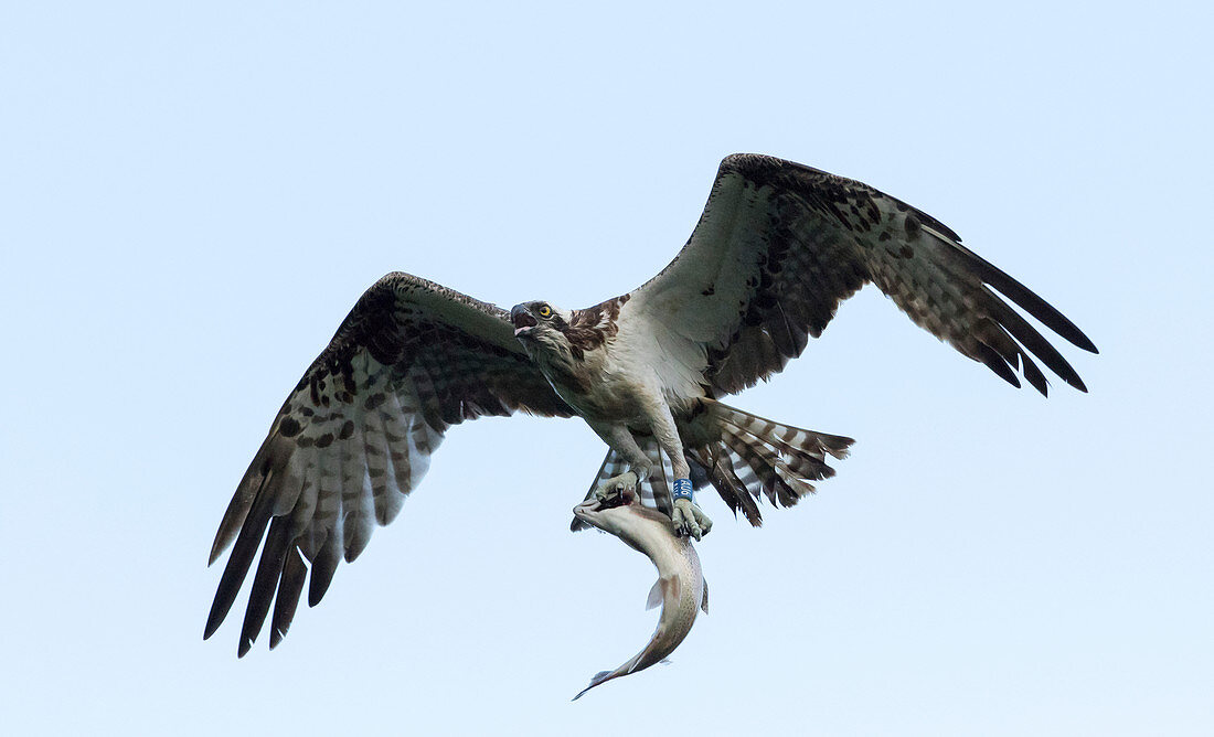 Osprey with its fish prey