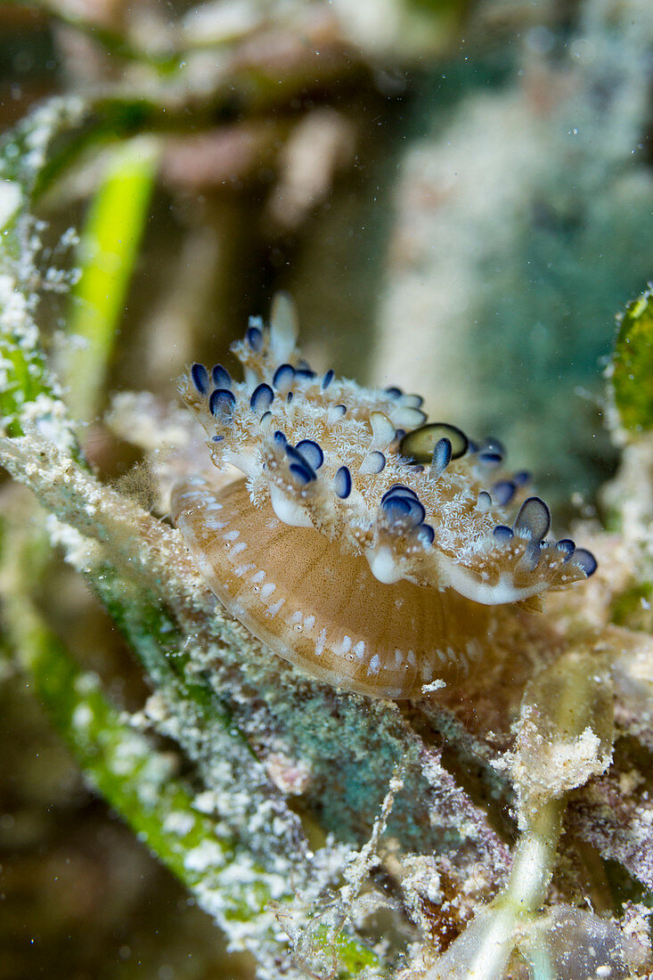 Cassiopea jellyfish