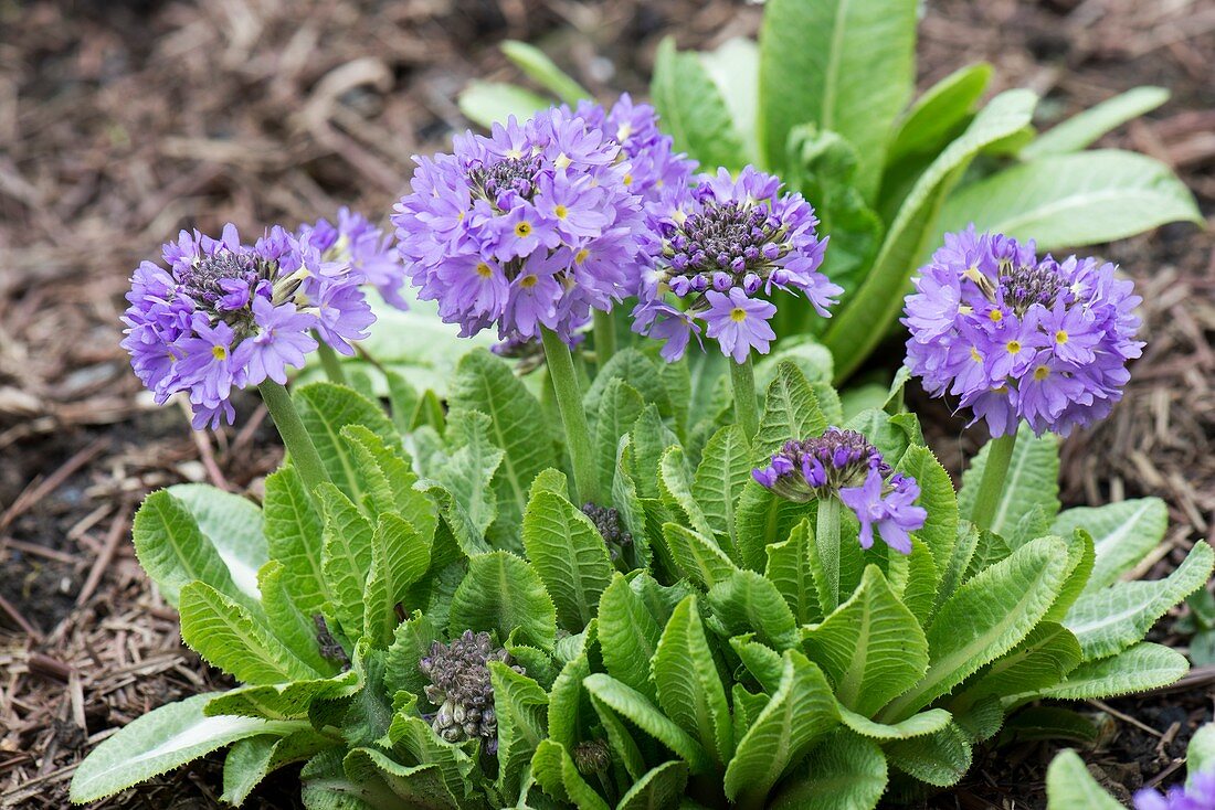 Drumstick Primula (Primula denticulata)