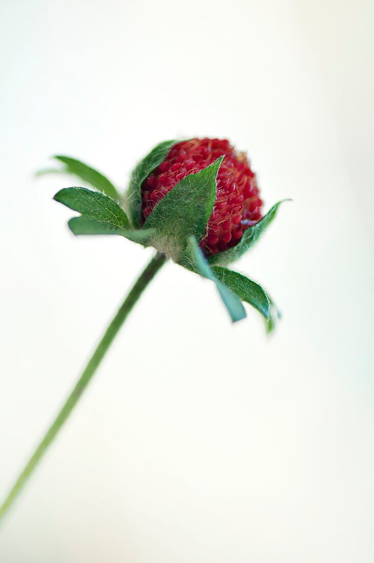 Indian strawberry (Duchesnea Indica)
