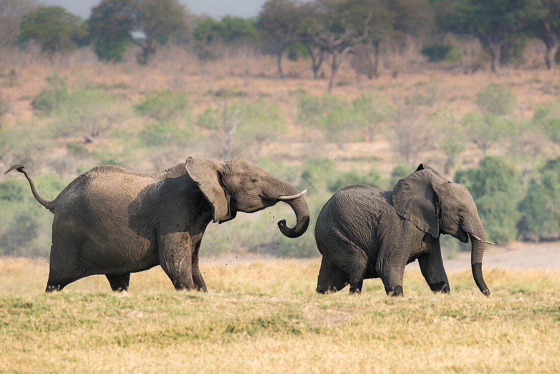 African elephants on the Chobe floodplain
