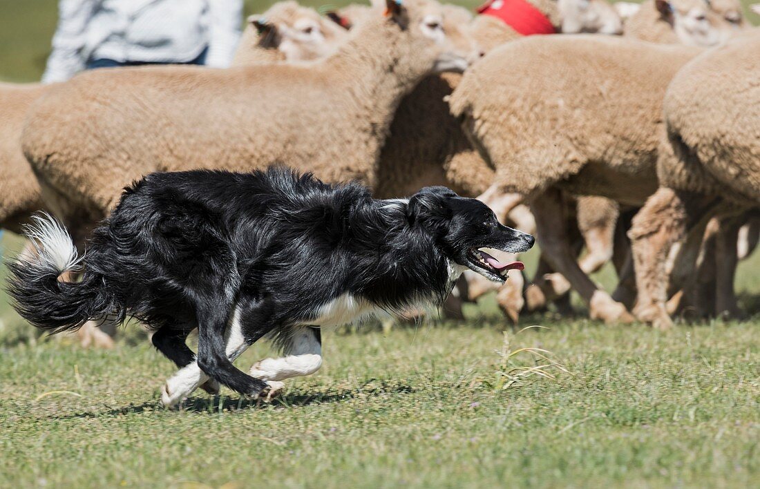 Sheep dog herding sheep