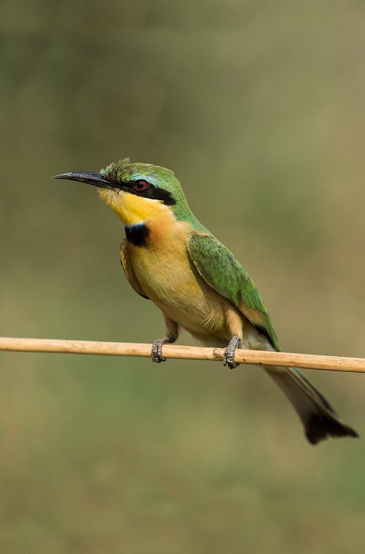 Little bee-eater