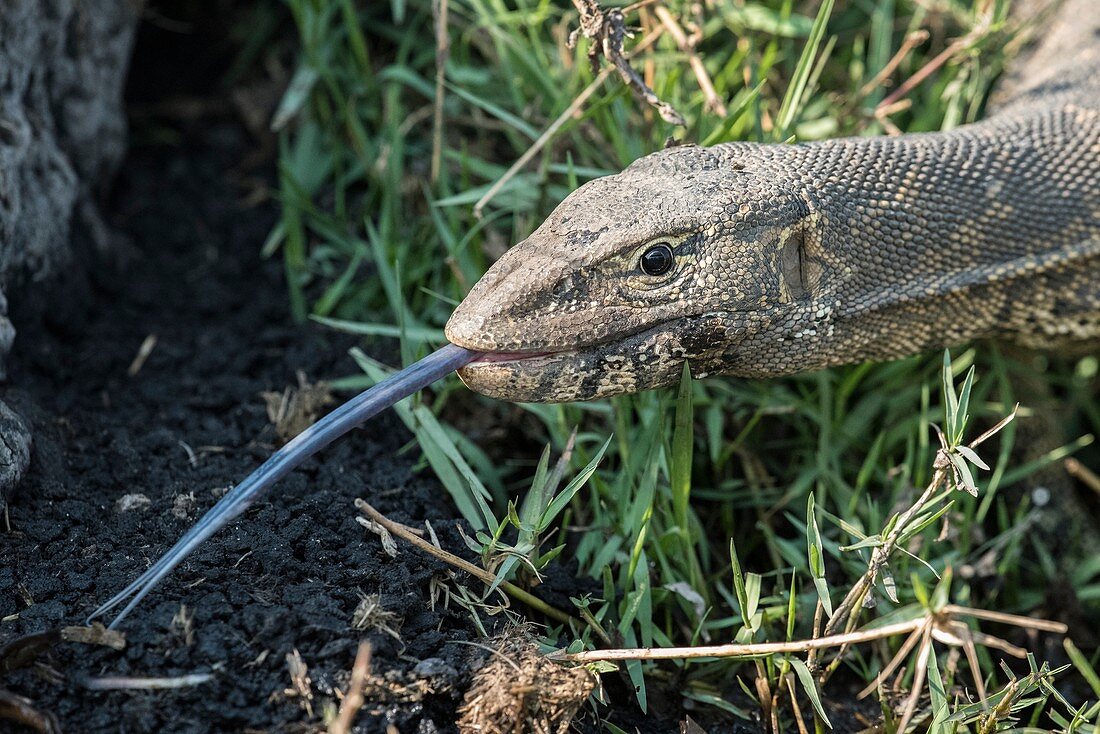 Water monitor lizard with exposed tongue