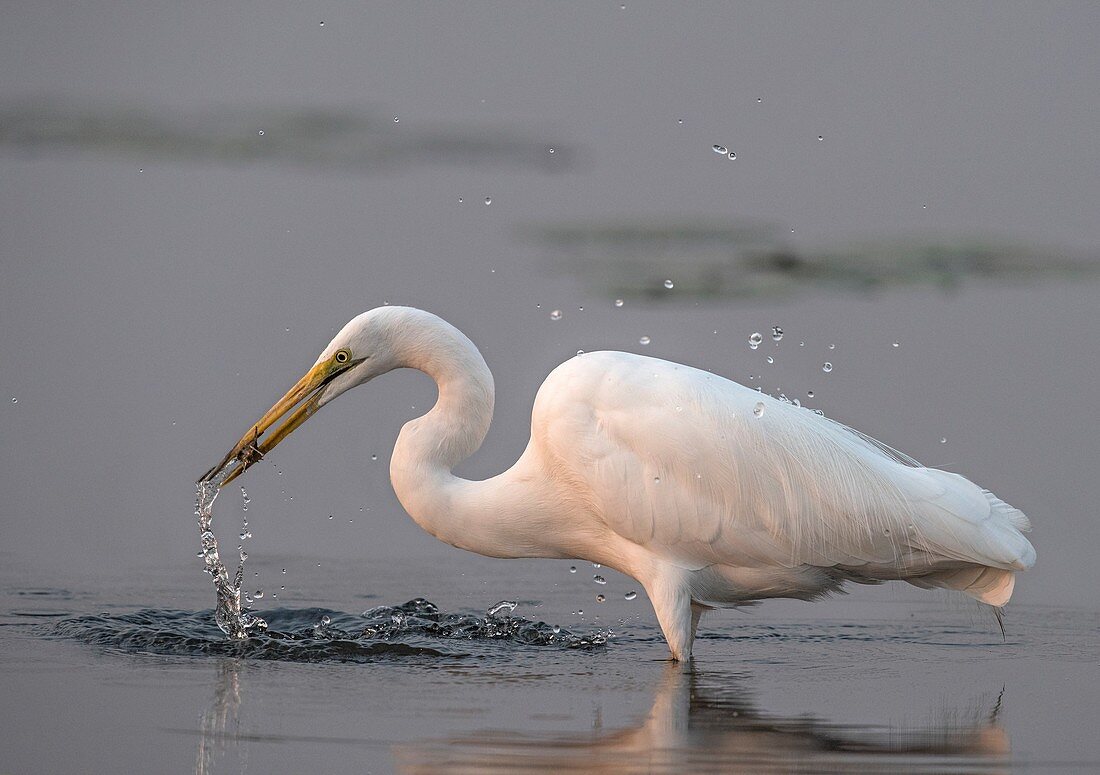 Great white egret with caught fish