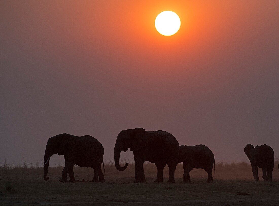 African elephants at sunset