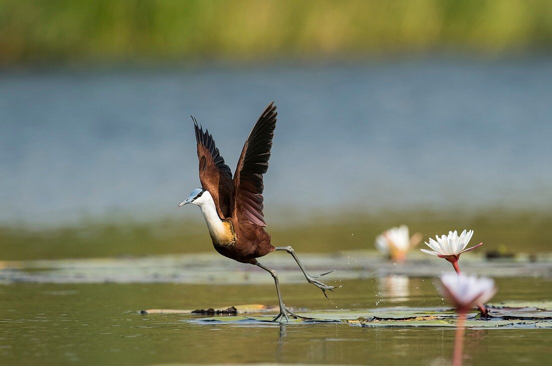 African jacana taking off