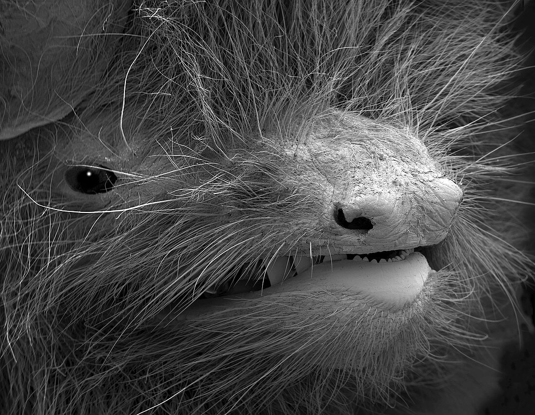 Face of a pipistrelle bat, SEM