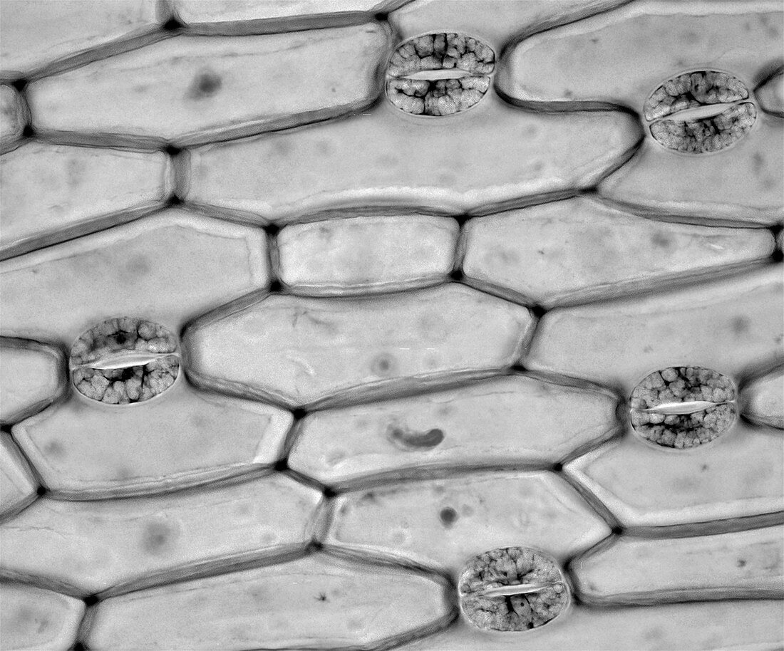 Plant stomata, light micrograph