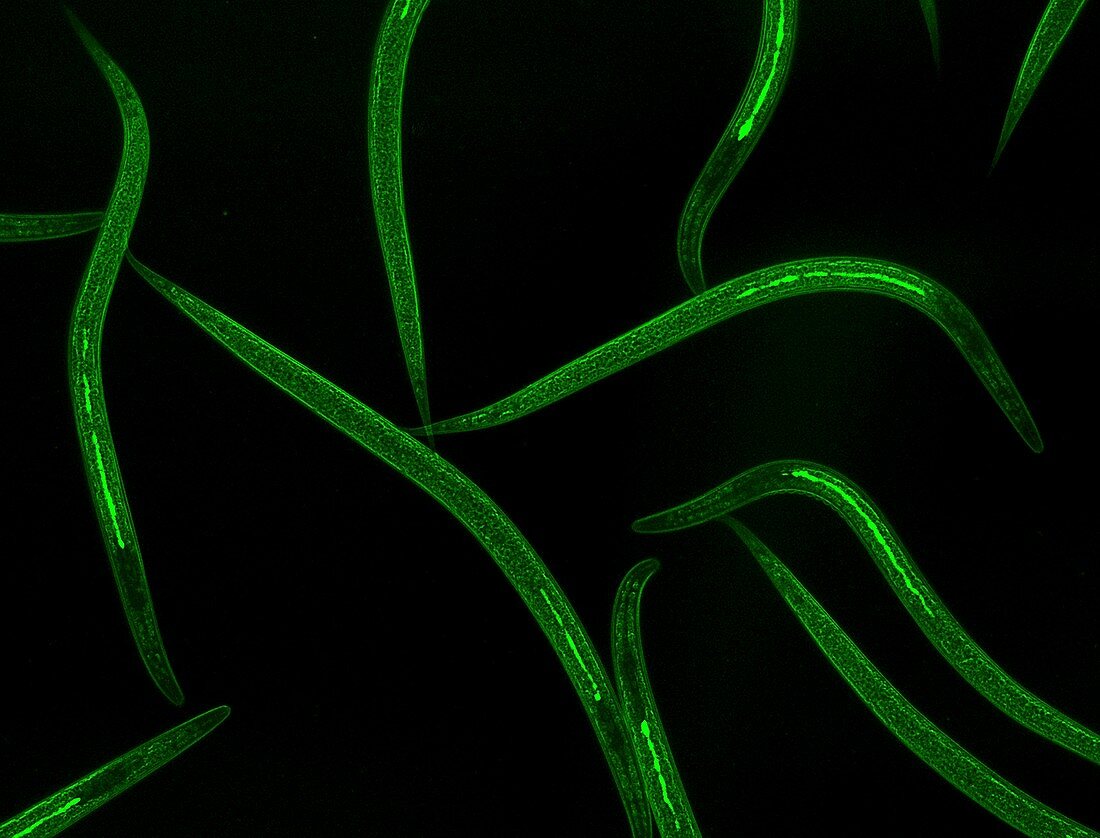 Beneficial nematodes, fluorescent micrograph