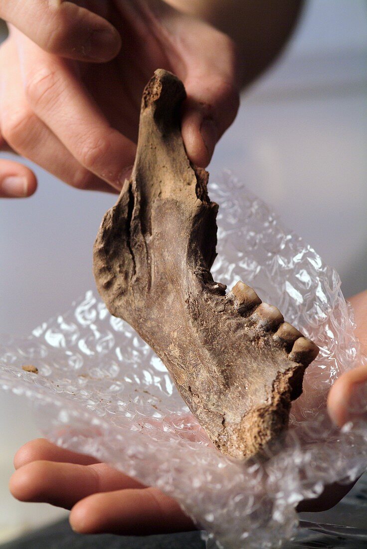 Excavated prehistoric jaw bone, Cova des Pas site