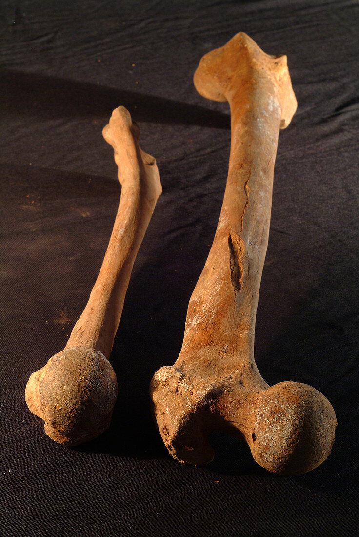 Bones from the Cova des Pas site