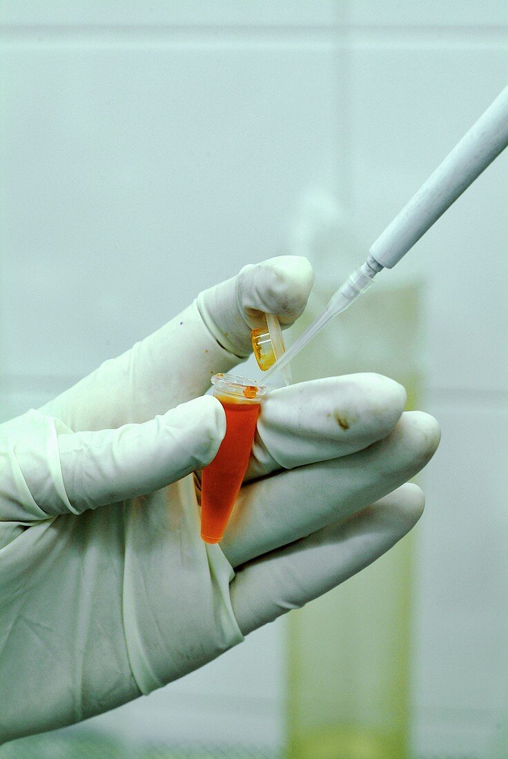 DNA test in anthropology laboratory