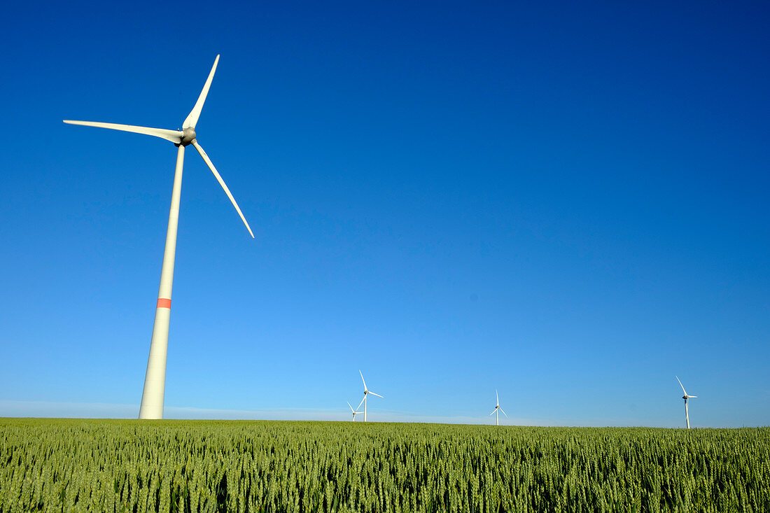 Wind turbines and cereal crop