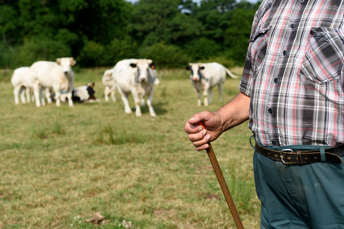 Farmer with cows in a field