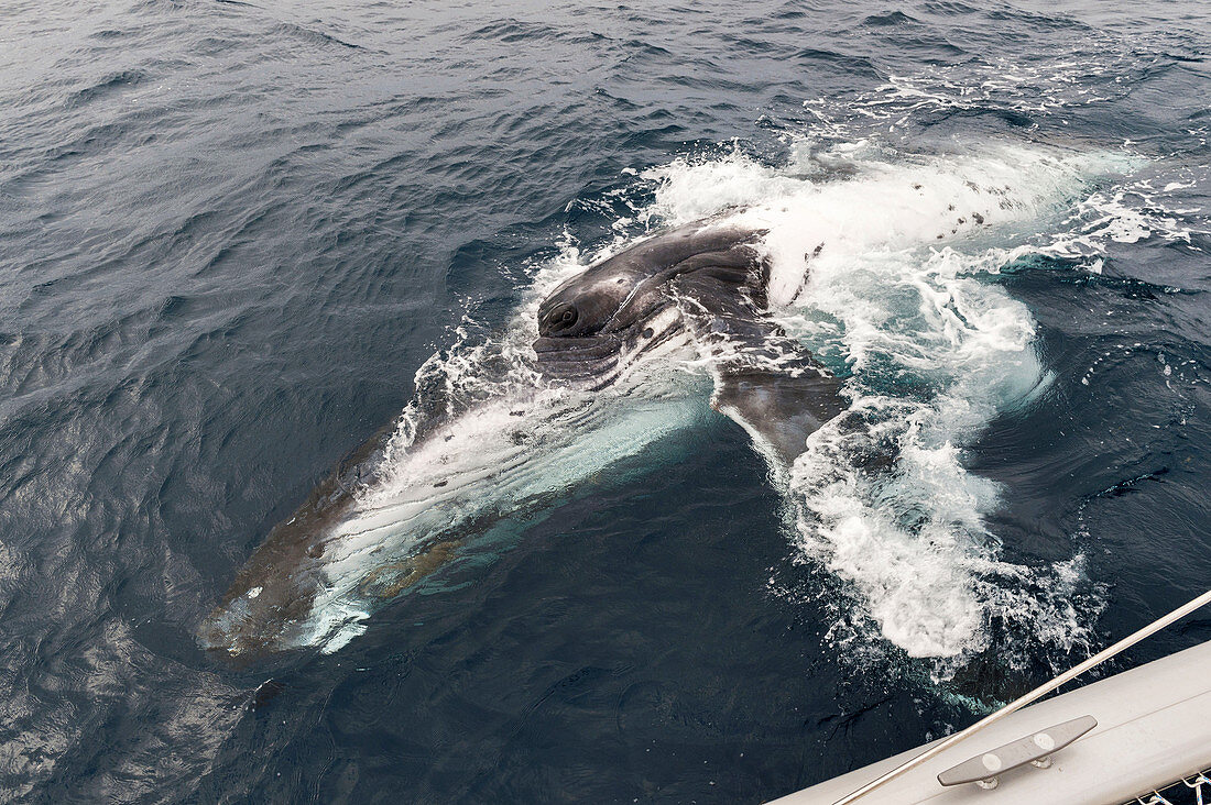 Humpback whale