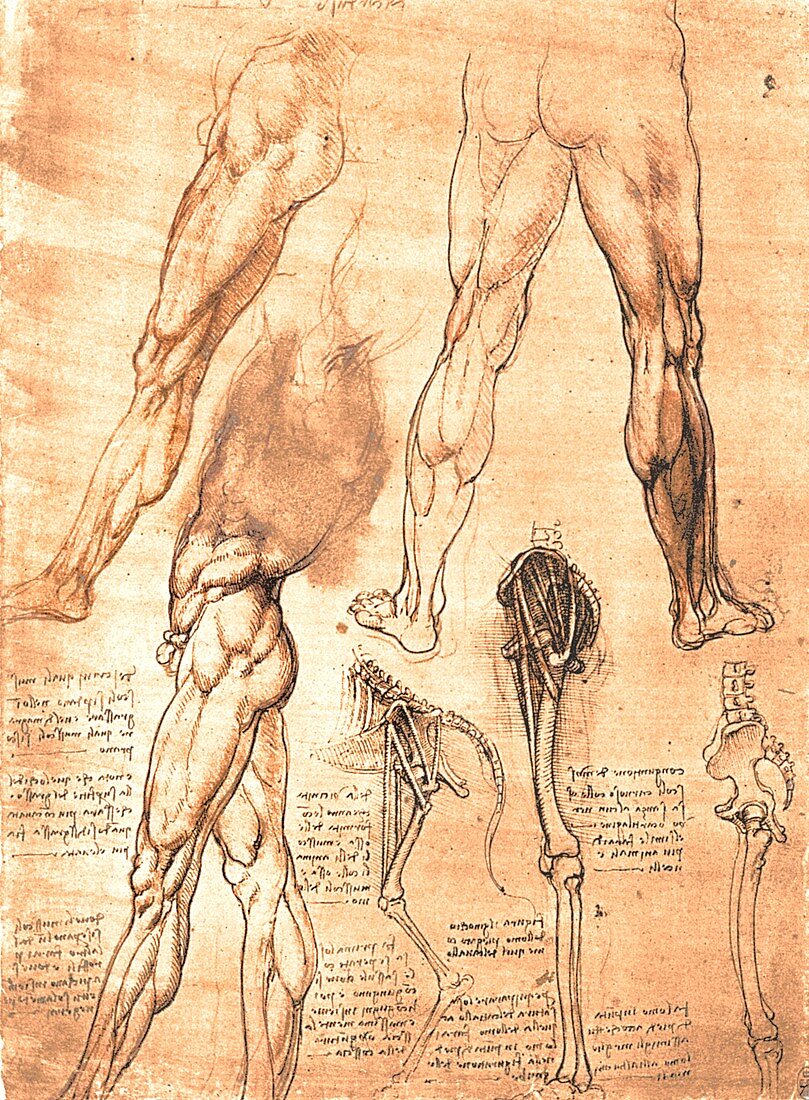 Comparative anatomy of man and horse