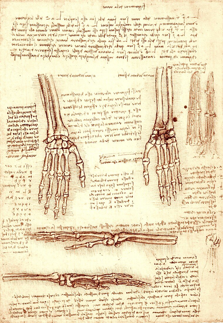 Hand and wrist bones, illustration