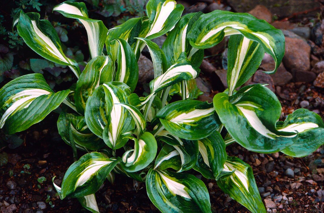 Wavy Plantain Lily (Hosta undulata)