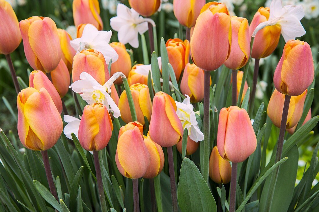 Tulipa 'Annie Schilder' and Narcissus 'Lemon Beauty'