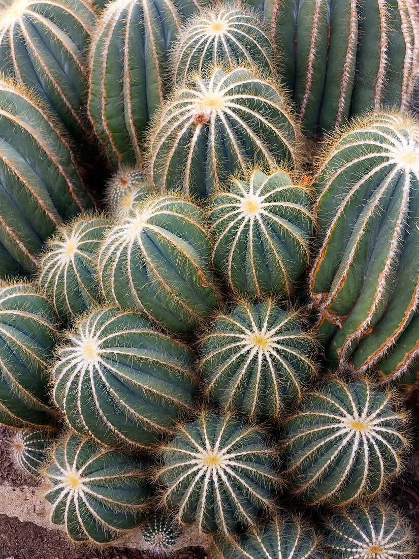 Ball cactus (Parodia magnifica)