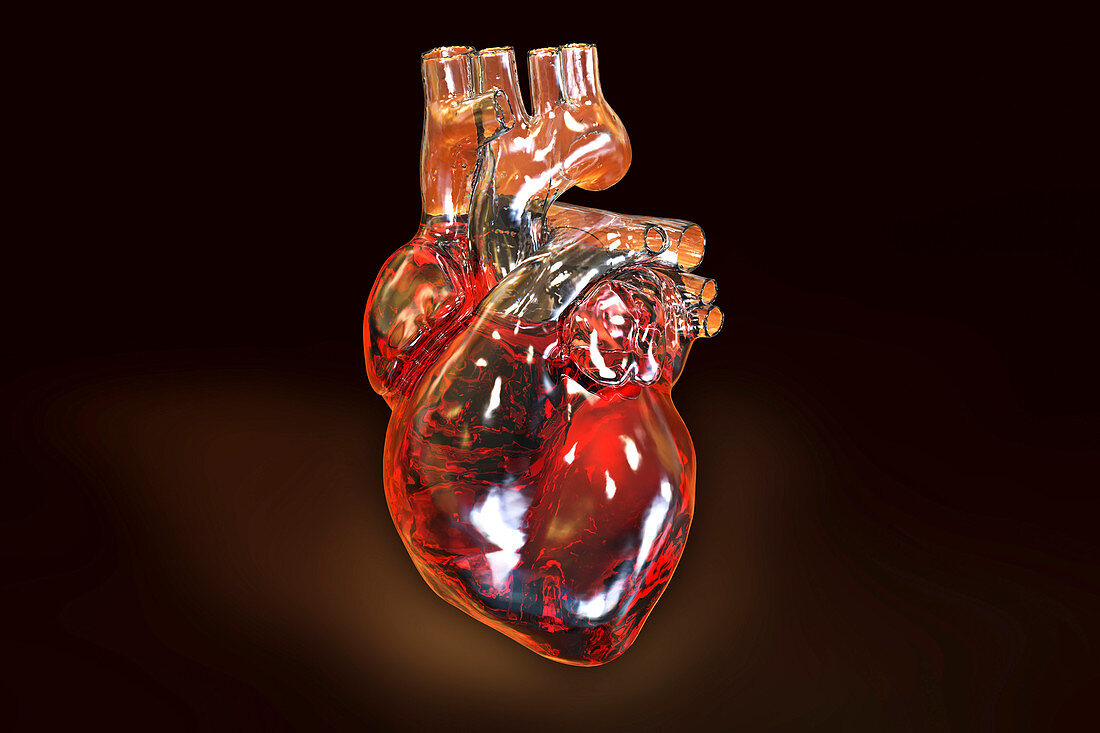 Heart with coronary vessels, illustration