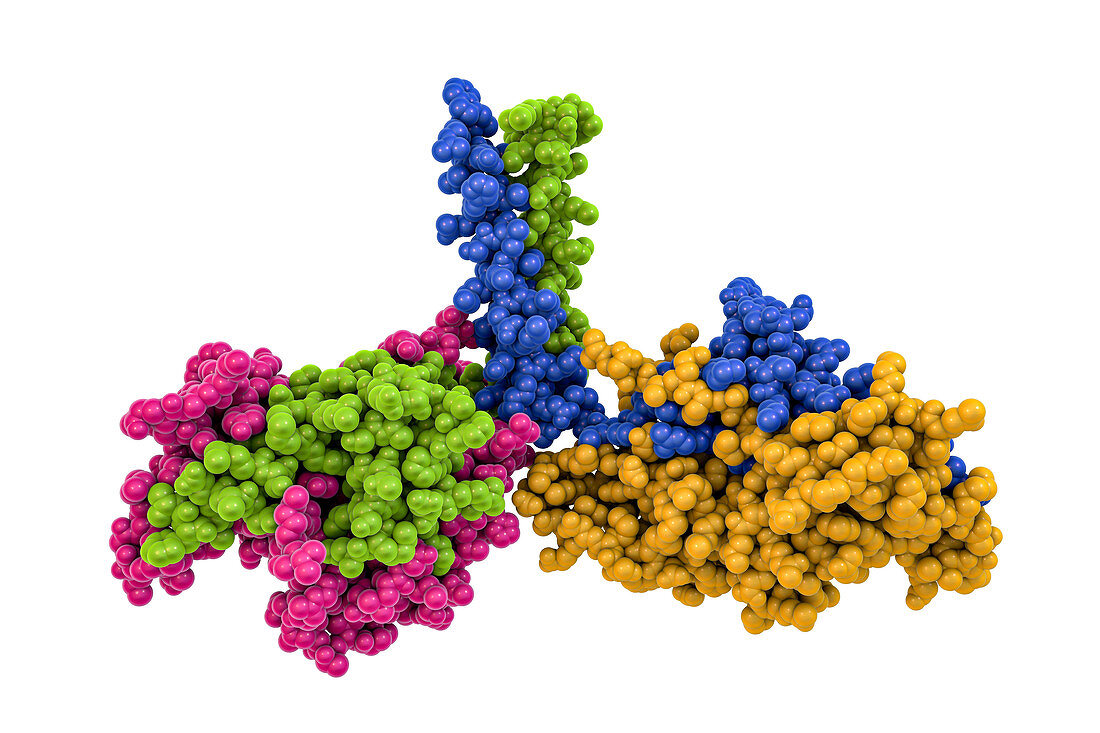 Kinesin motor protein dimer, illustration