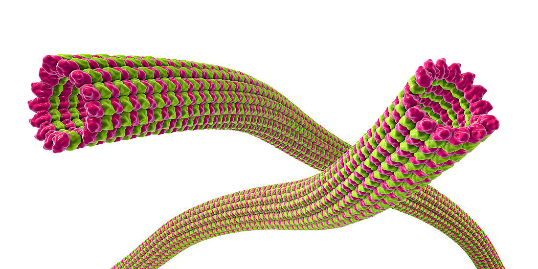Microtubules, illustration