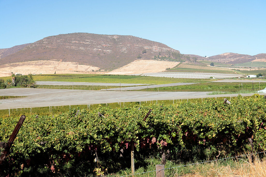 Vineyard, Riebeek Kasteel