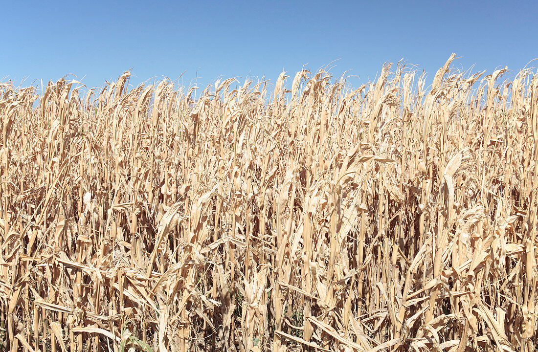 Maize Crop destroyed by drought