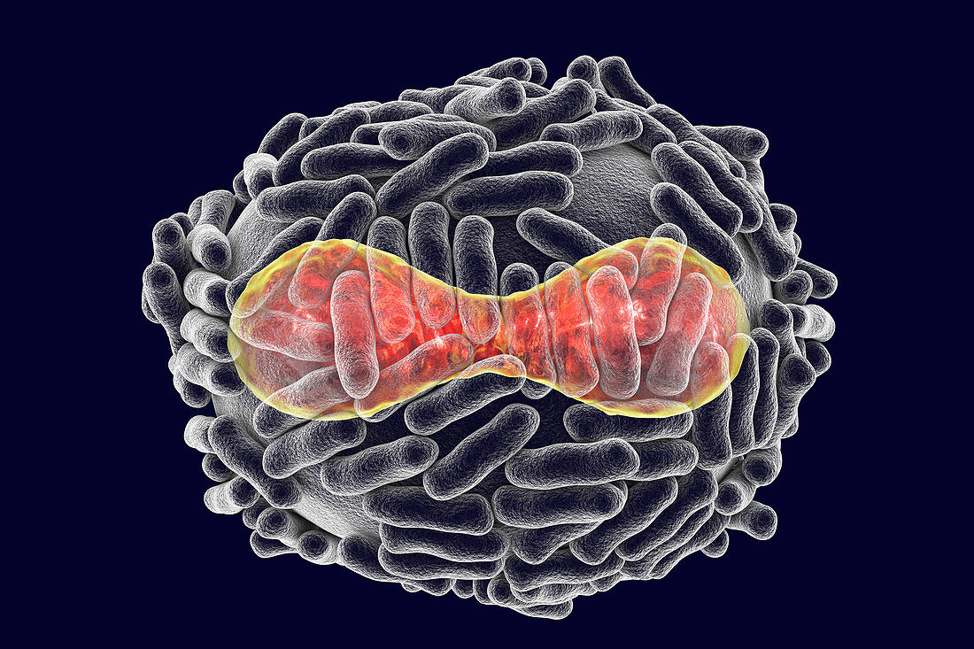 Smallpox virus, illustration