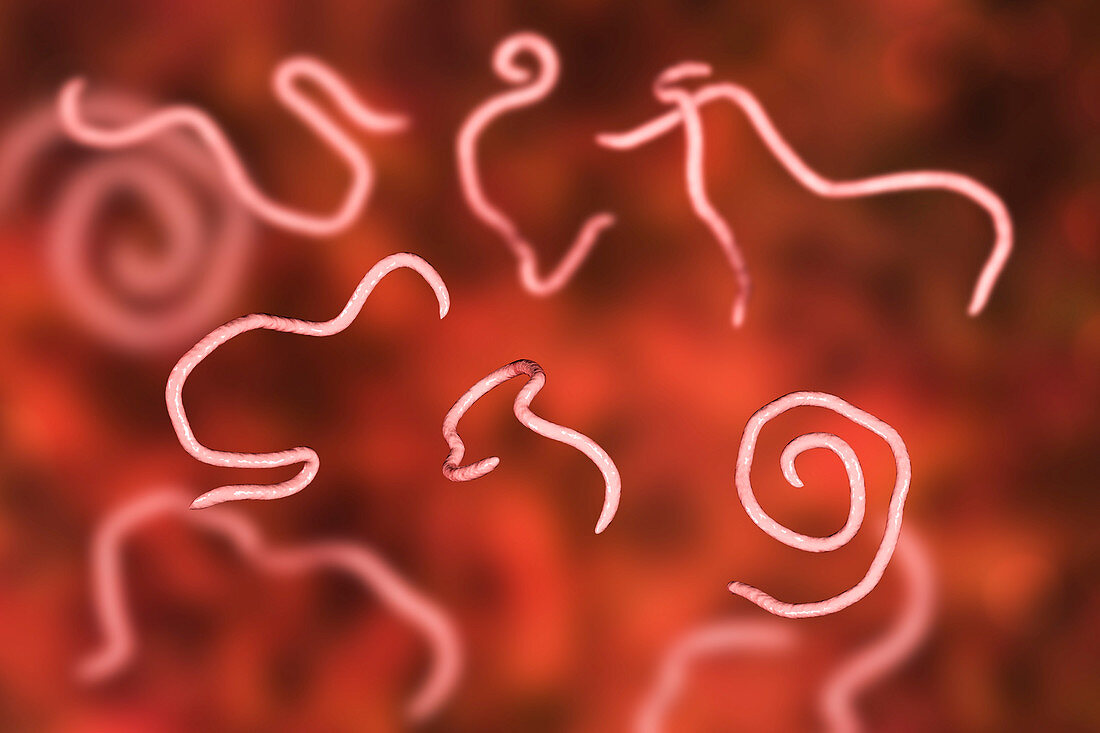 Threadworms, illustration