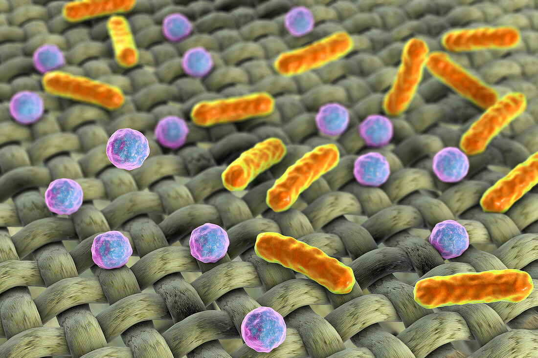 Bacteria on fabric surface, illustration