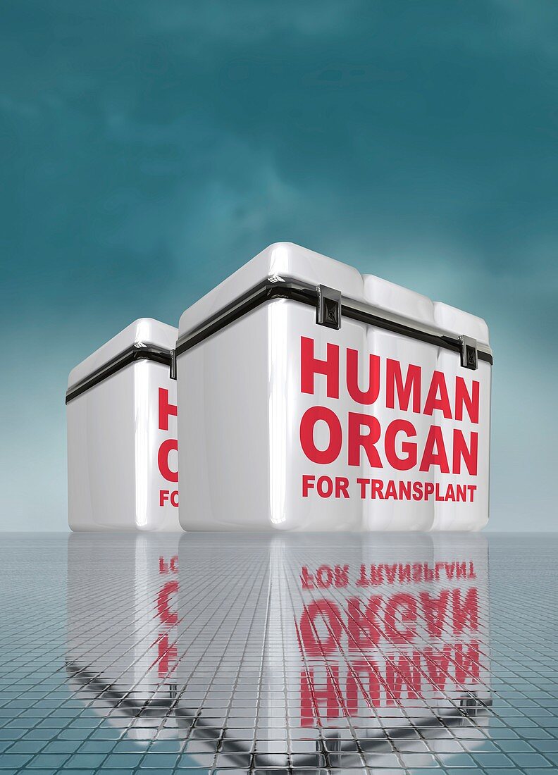 Human organs in boxes, illustration