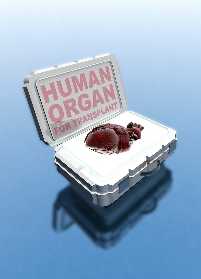 Human heart in transplant box, illustration