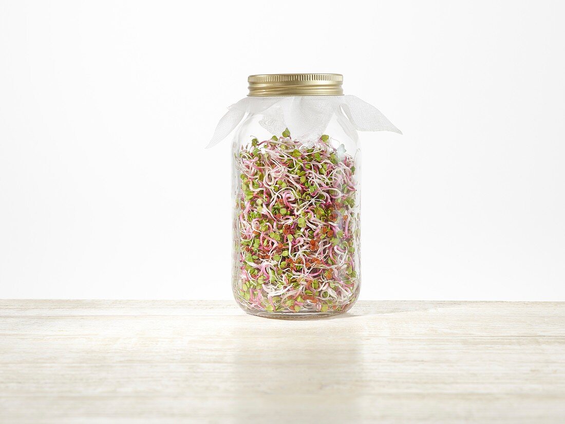 Sprouting rose radish in a jar