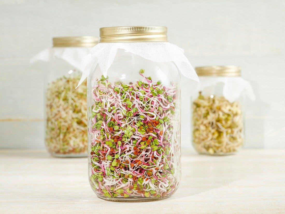 Sprouting beans in jars