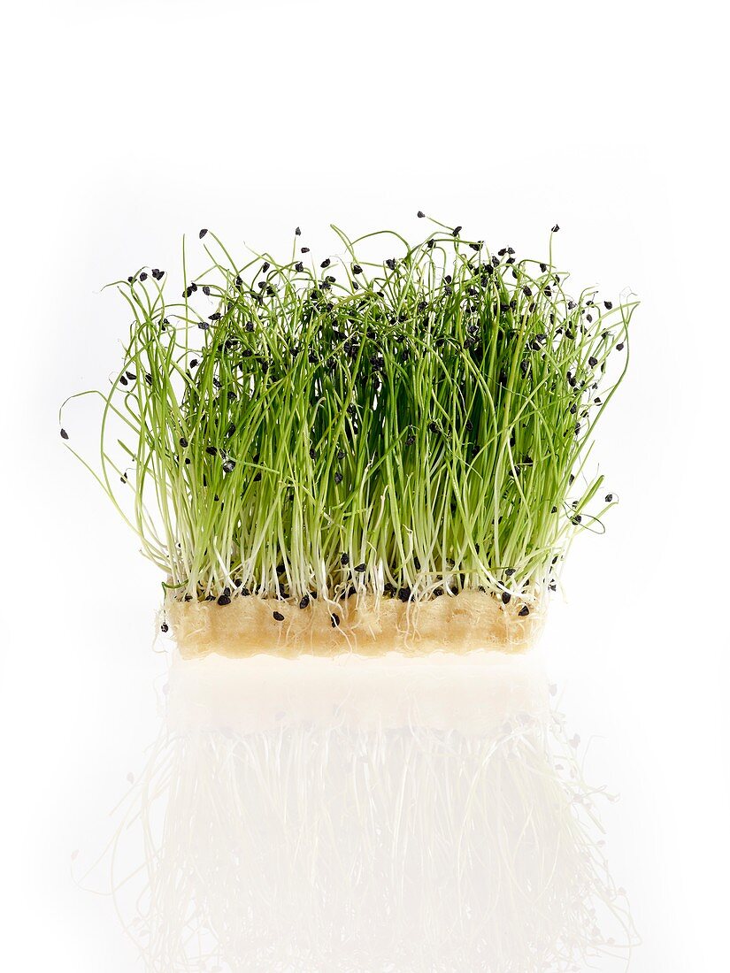 Sprouting micro leek