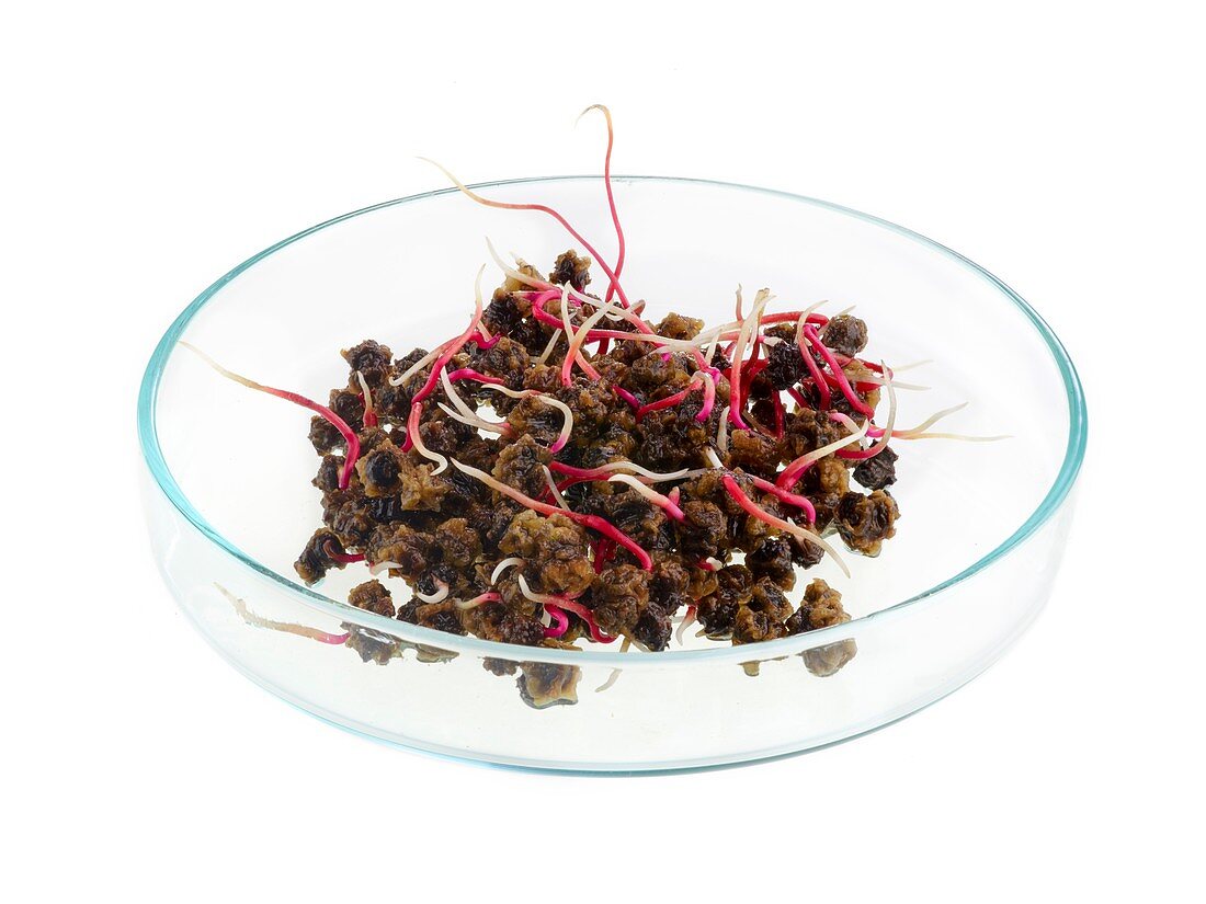 Sprouting beetroot in a petri dish