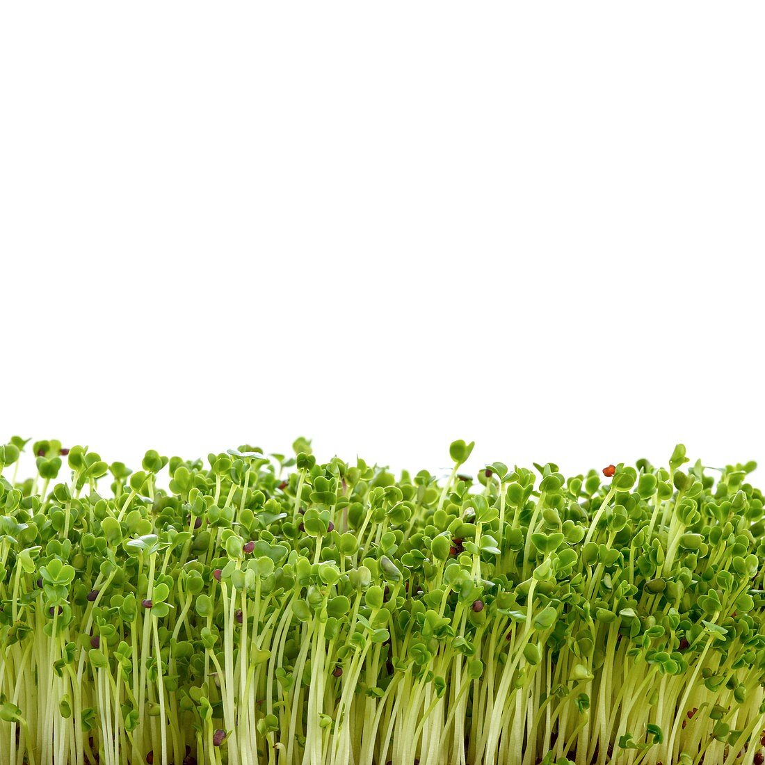 Sprouting broccoli, side view