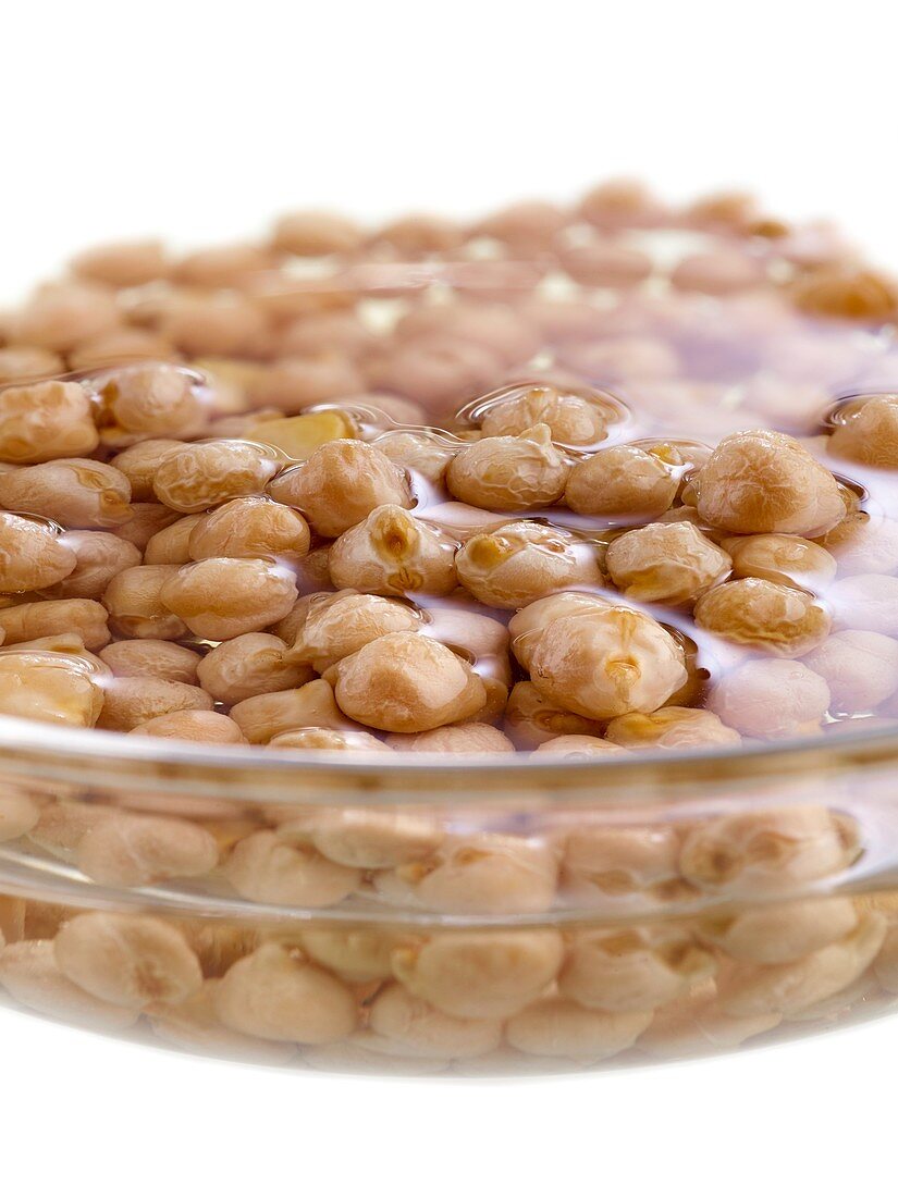 Sprouting chickpeas soaking in water