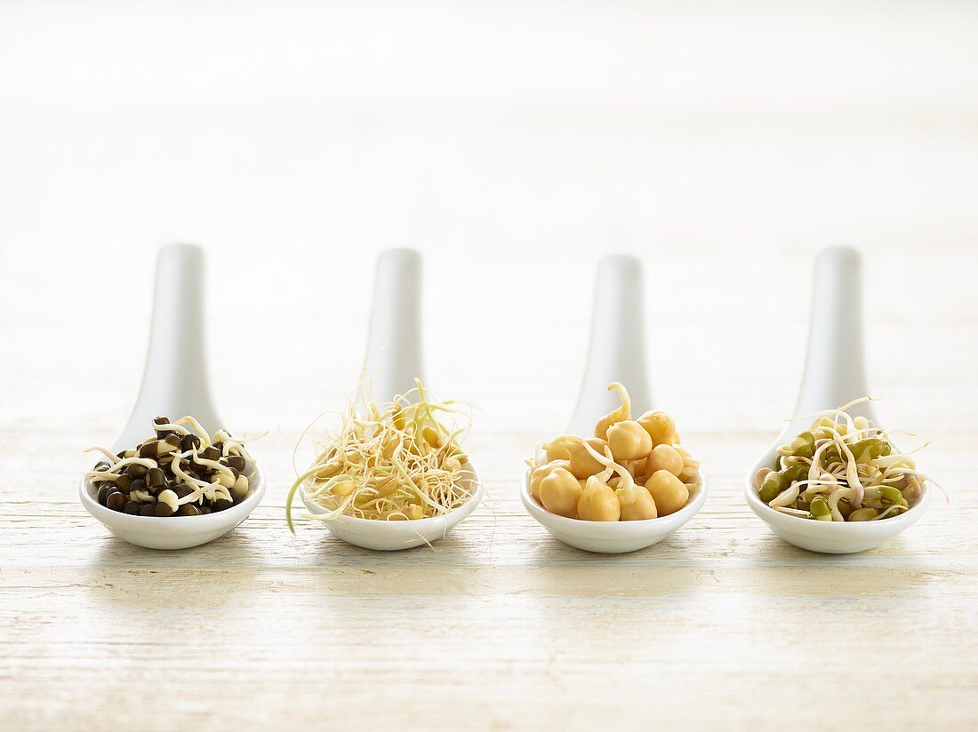 Sprouting beans on ceramic spoons