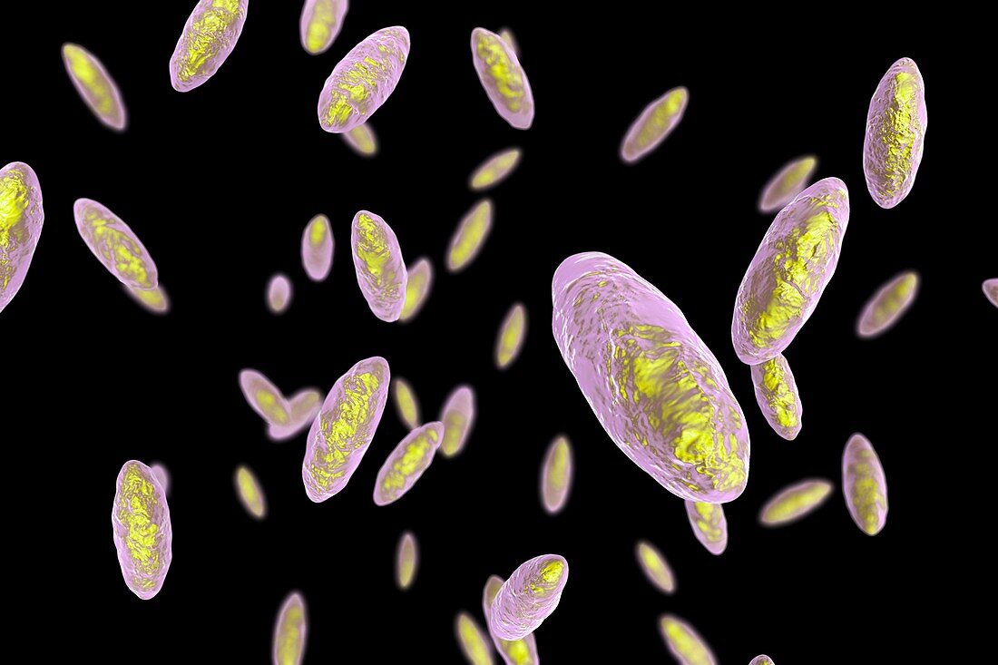 Kingella bacteria, illustration