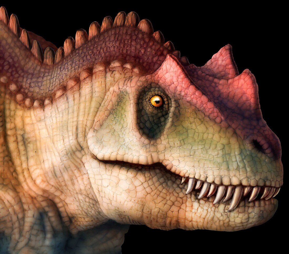 Ceratosaurus head, illustration