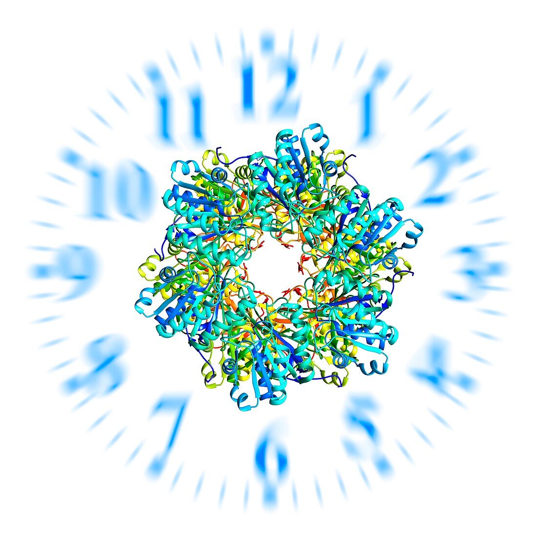 Circadian clock molecule, illustration