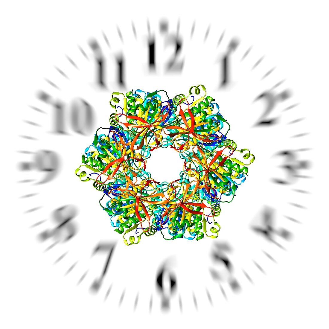 Circadian clock molecule, illustration