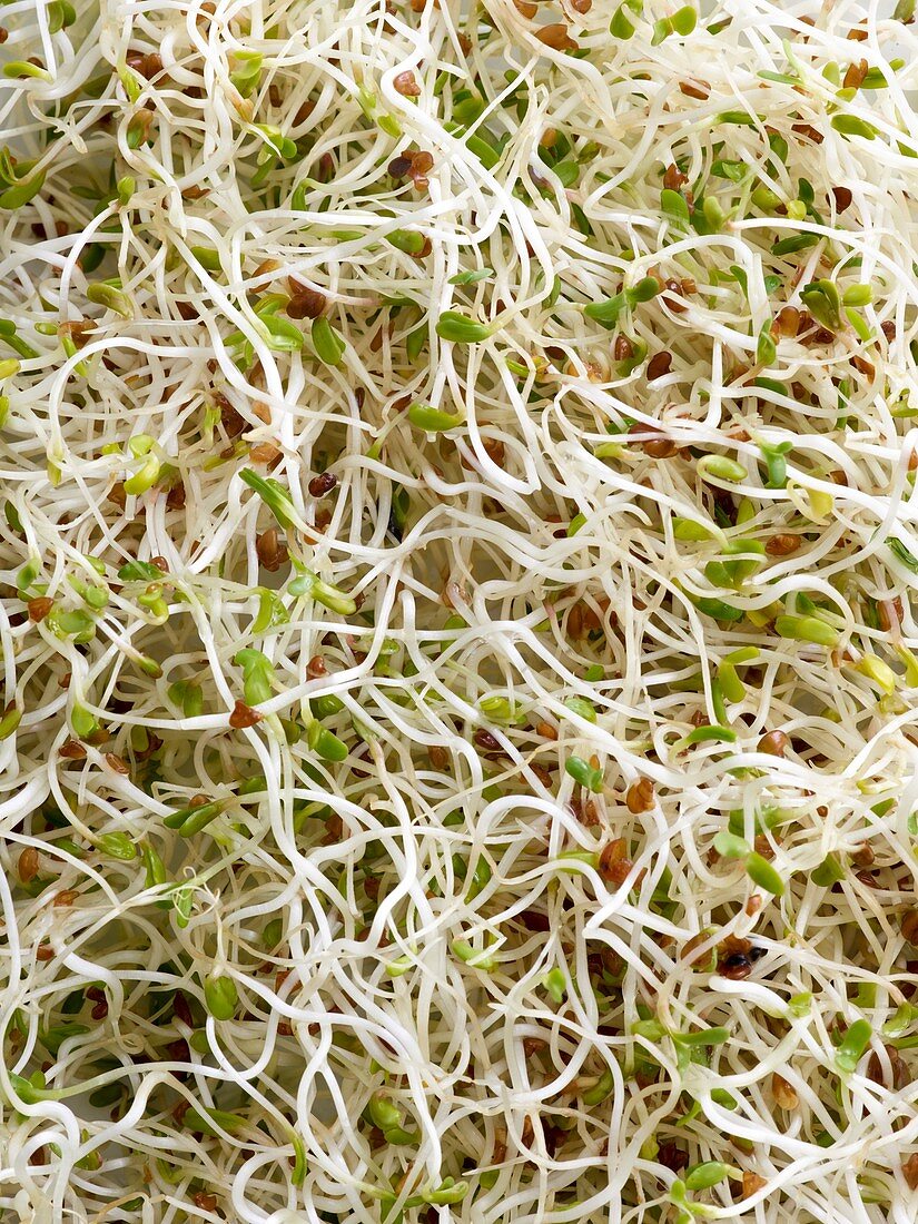 Sprouting alfalfa